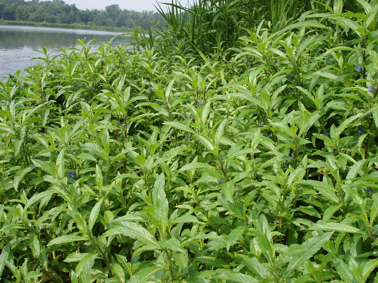 Emergent Aquatic Plants Outdoor Alabama